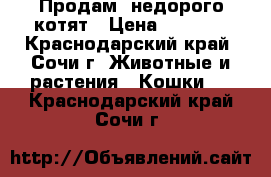 Продам  недорого котят › Цена ­ 1 500 - Краснодарский край, Сочи г. Животные и растения » Кошки   . Краснодарский край,Сочи г.